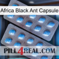 Africa Black Ant Capsule viagra4